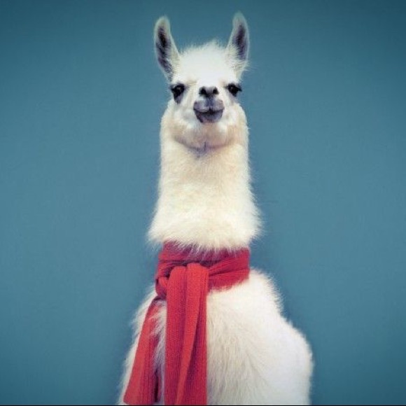 Meet your Posher, Nika - Picture 1 of 1